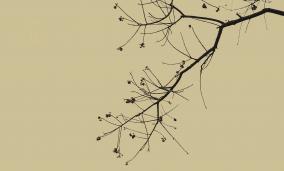 һ֦һҶ������