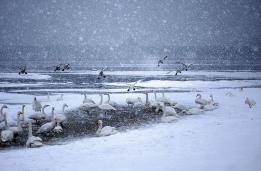 ��컶ϲ����ѩ