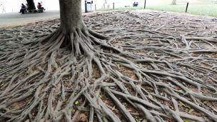 �̸����ڰ�Ķ��