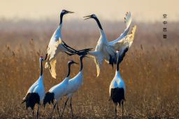 ���а���