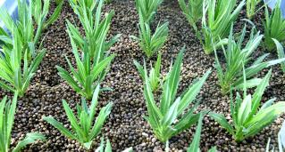 ũҵ�Ƽ���԰������������߲�