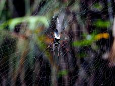 ֯��γ������