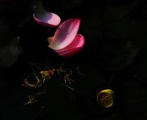 ��������