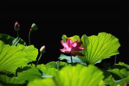 ��ȫ�Ҹ���