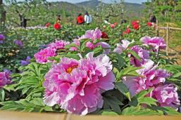 ��ɫĵ��������