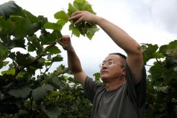 ������ֲ���޼�