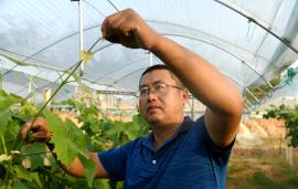 ������ֲרҵ�����ڶԴ����������ѽ���֦Ҷ�޼�