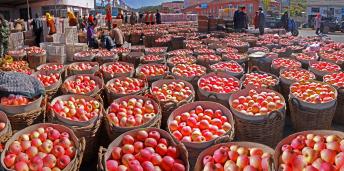 ����һ��ƻ����