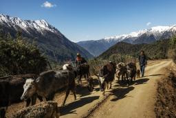 ����ţ��