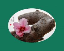 �����»�