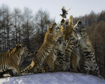 ��ѩԭ������