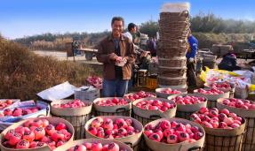 ϲ������