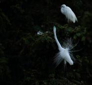 ֳڰ