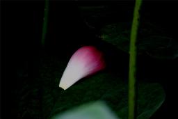 ¶