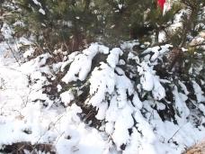 ѩѹ