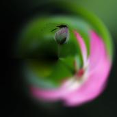 ӡ•ɻ