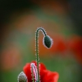 Ƭ