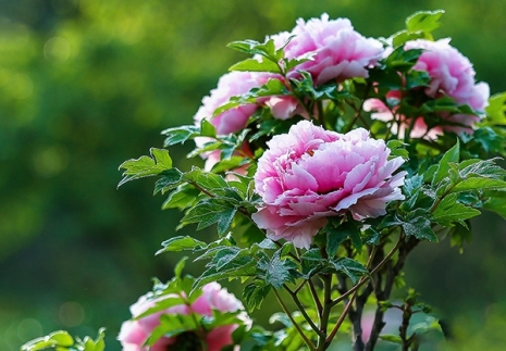 国色天香是牡丹