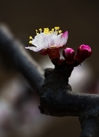 长清莲台山拍杏花-作业