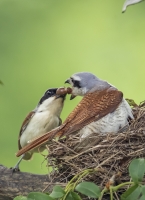 虎纹伯劳夫妻育雏