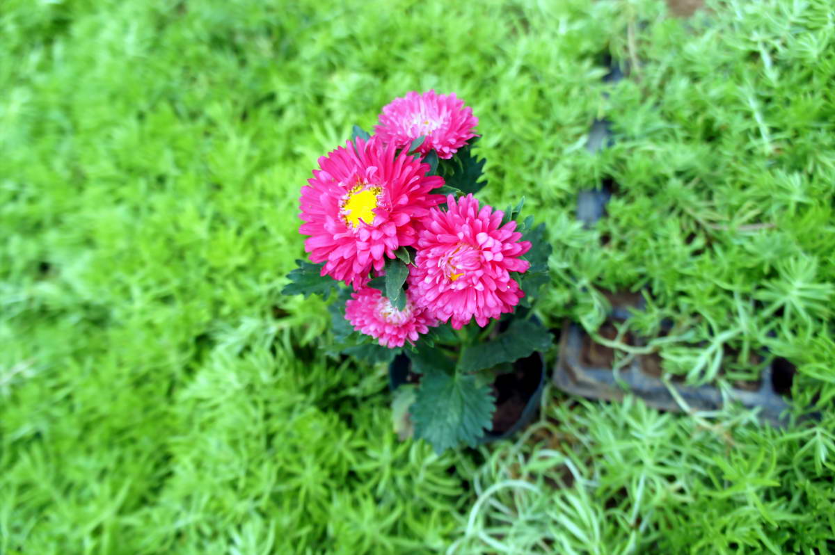 DSC01627.JPG