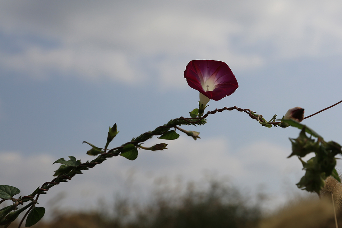 BD7A9817.JPG