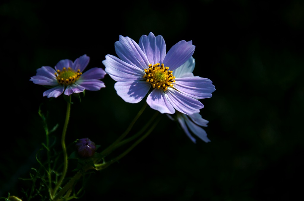 DSC_0597_.jpg