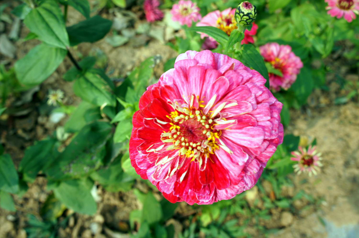 DSC03053.JPG
