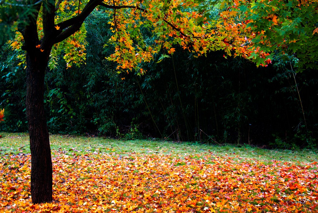 DSC_1718_.jpg