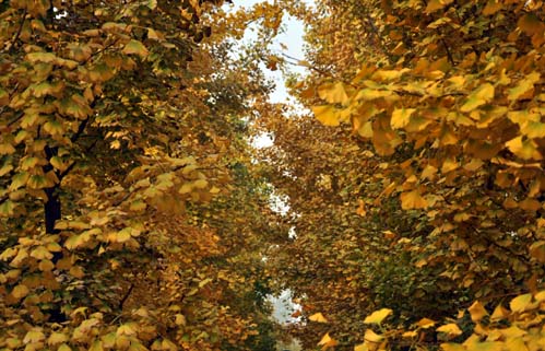 DSC_0052 .jpg