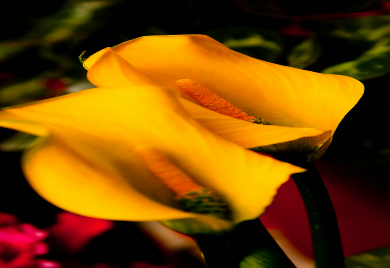 IMG_8972.jpg