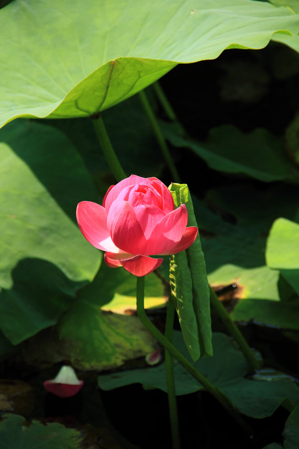 IMG_3695.jpg