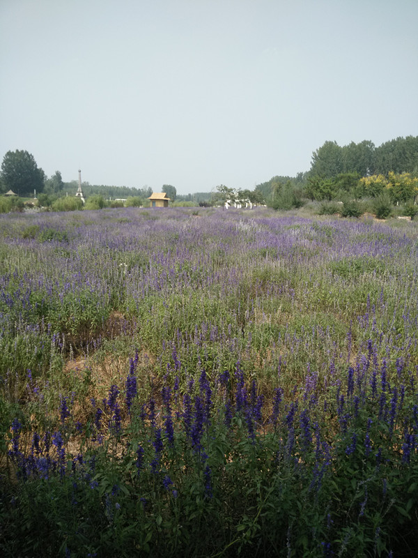 IMG20150920111715.jpg