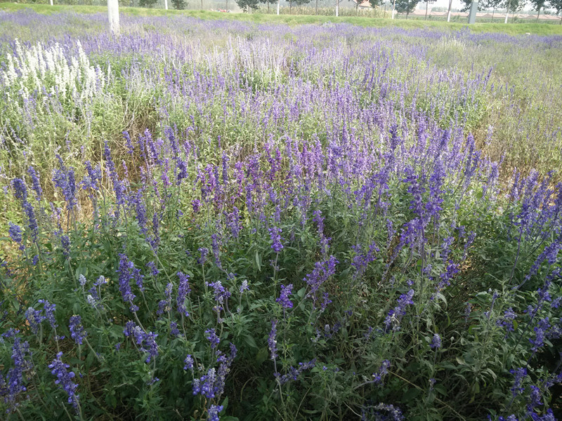 IMG20150920111702.jpg