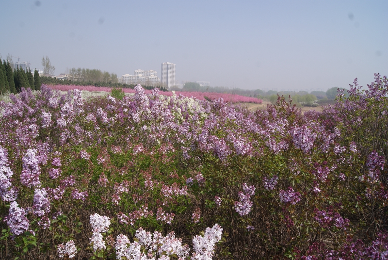 DSC04869.jpg