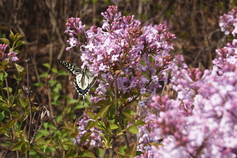 DSC04874.jpg