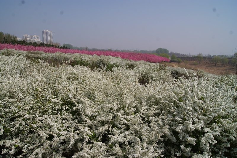 DSC04873.jpg