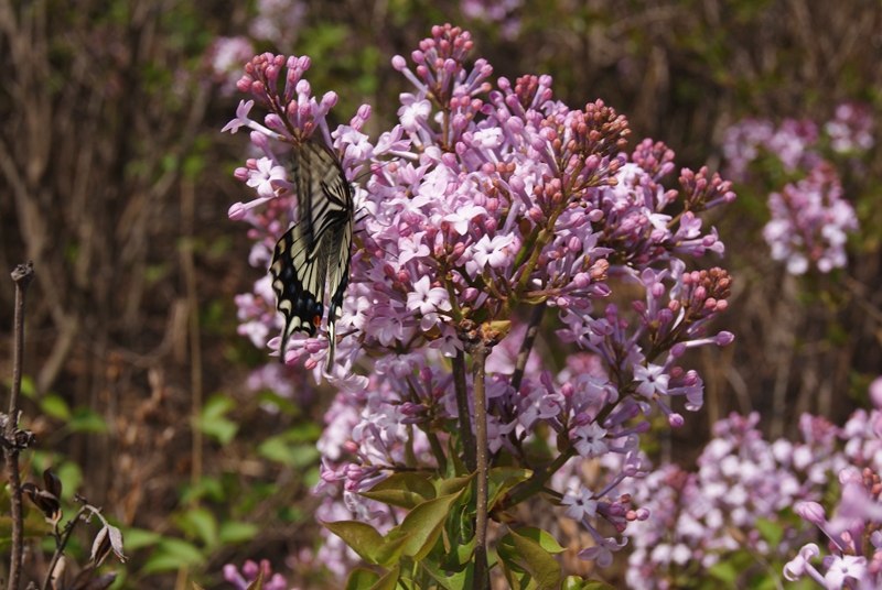DSC04875.jpg