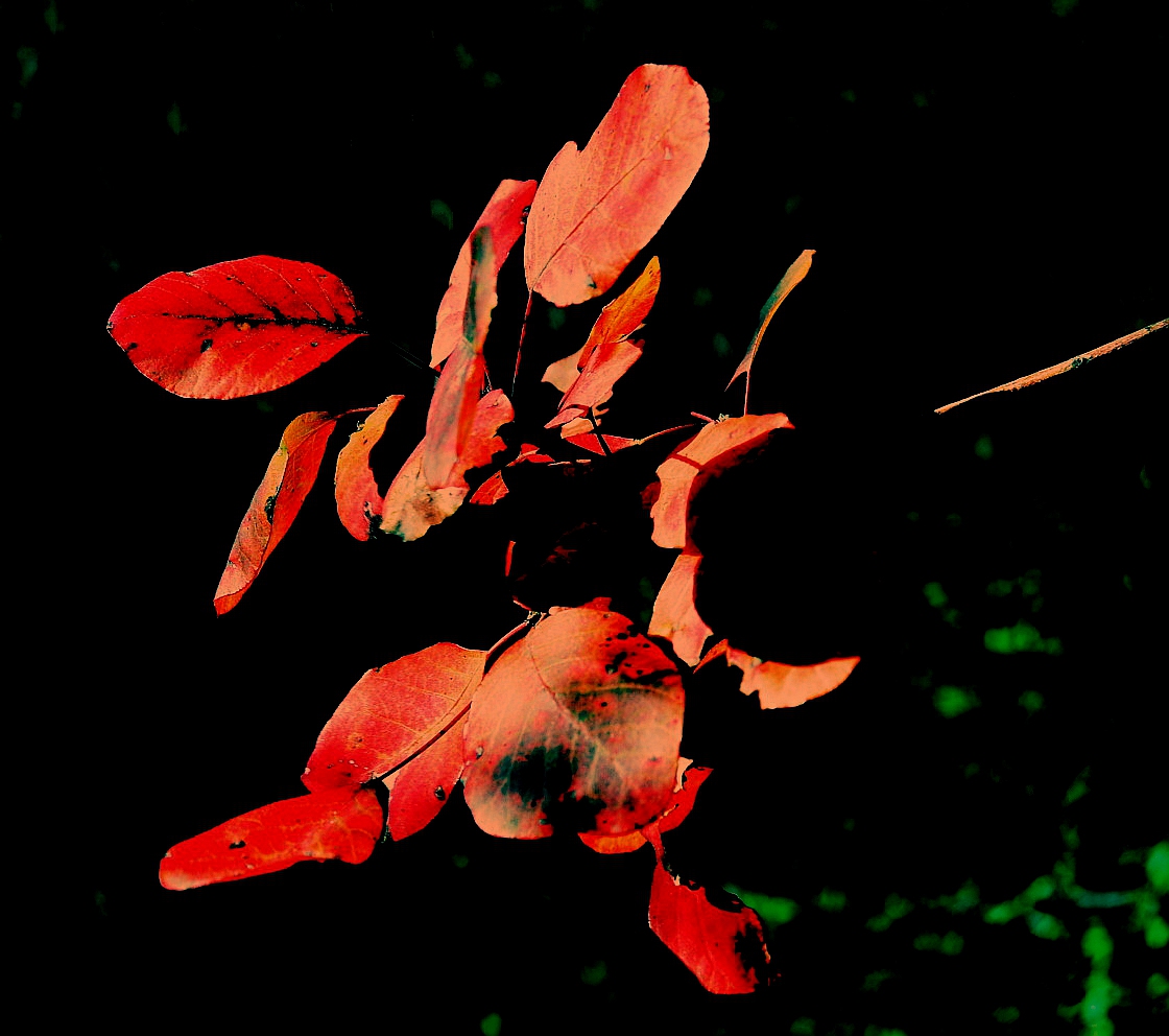 Ҷ1.jpg